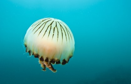 1jellyfish